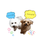 ちわぷー＆ビション兄弟（個別スタンプ：16）