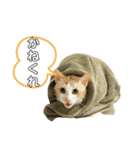 ねこ(Sucre)（個別スタンプ：1）