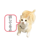 ねこ(Sucre)（個別スタンプ：2）
