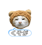 ねこ(Sucre)（個別スタンプ：3）
