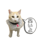 ねこ(Sucre)（個別スタンプ：4）