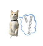 ねこ(Sucre)（個別スタンプ：5）