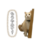 ねこ(Sucre)（個別スタンプ：6）