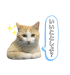 ねこ(Sucre)（個別スタンプ：7）