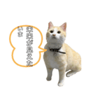 ねこ(Sucre)（個別スタンプ：8）