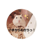 麦丸の日常（個別スタンプ：11）