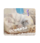 麦丸の日常（個別スタンプ：15）