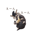 黒豆柴犬ジーマのLINEスタンプ（個別スタンプ：6）