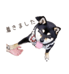 黒豆柴犬ジーマのLINEスタンプ（個別スタンプ：8）