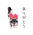 黒豆柴犬ジーマのLINEスタンプ（個別スタンプ：10）