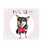 黒豆柴犬ジーマのLINEスタンプ（個別スタンプ：14）