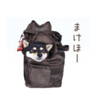 黒豆柴犬ジーマのLINEスタンプ（個別スタンプ：15）