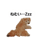マロンとライト(日常)（個別スタンプ：6）