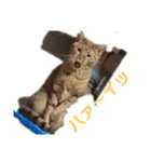 オシキャットと俺（個別スタンプ：1）