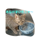 オシキャットと俺（個別スタンプ：2）