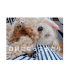 まろろんたんの日常（個別スタンプ：24）