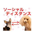 マティラとノアールの日常あれこれスタンプ（個別スタンプ：5）