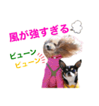 マティラとノアールの日常あれこれスタンプ（個別スタンプ：6）