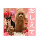 マティラとノアールの日常あれこれスタンプ（個別スタンプ：10）