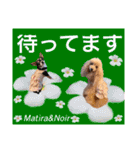 マティラとノアールの日常あれこれスタンプ（個別スタンプ：13）