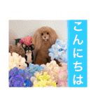 マティラとノアールの日常あれこれスタンプ（個別スタンプ：17）