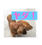 わんたん！（個別スタンプ：6）