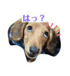 わんたん！（個別スタンプ：8）