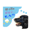 黒い犬の日常スタンプ（個別スタンプ：20）