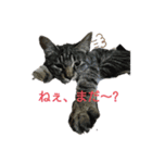 うちのにゃーす2（個別スタンプ：3）