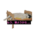うちのにゃーす2（個別スタンプ：4）