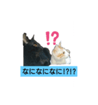うちのにゃーす2（個別スタンプ：6）
