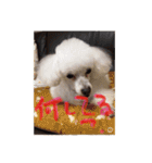 プードル poodle dog（個別スタンプ：2）
