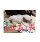 プードル poodle dog（個別スタンプ：3）