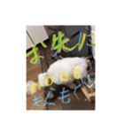 プードル poodle dog（個別スタンプ：5）