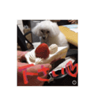 プードル poodle dog（個別スタンプ：6）