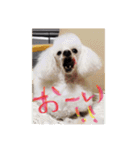 プードル poodle dog（個別スタンプ：8）