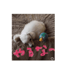 プードル poodle dog（個別スタンプ：9）