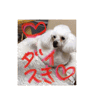 プードル poodle dog（個別スタンプ：11）