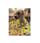 プードル poodle dog（個別スタンプ：12）