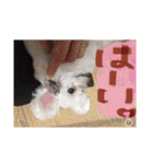 プードル poodle dog（個別スタンプ：14）