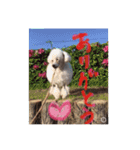 プードル poodle dog（個別スタンプ：17）