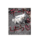 プードル poodle dog（個別スタンプ：18）