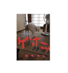 プードル poodle dog（個別スタンプ：20）