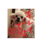 プードル poodle dog（個別スタンプ：22）
