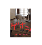 ヤッホー使ってね！（個別スタンプ：19）