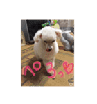 ヤッホー使ってね！（個別スタンプ：20）