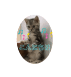アメショのLUNA挨拶スタンプ（個別スタンプ：1）