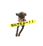 イタグレごーちゃんの日常（個別スタンプ：2）