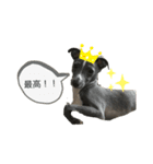 イタグレごーちゃんの日常（個別スタンプ：3）