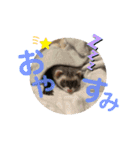 はるはるハウス（個別スタンプ：17）